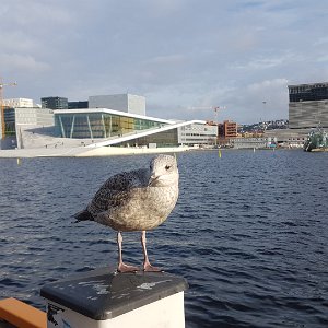 12 Port of Oslo