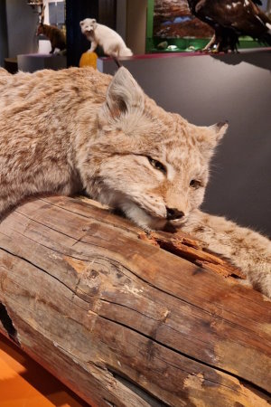 Stuffed lynx