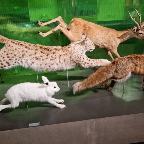 12 Norwegian Forest Museum