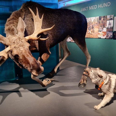 13 Norwegian Forest Museum