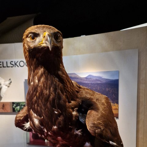 14 Norwegian Forest Museum