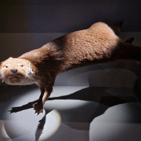 18 Norwegian Forest Museum