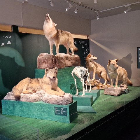 21 Norwegian Forest Museum