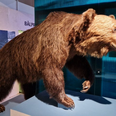 23 Norwegian Forest Museum