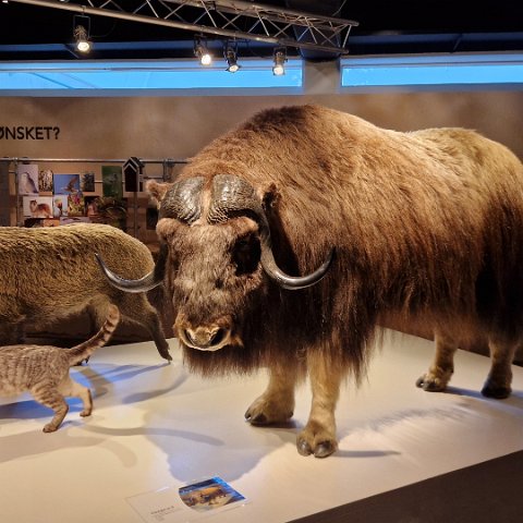 9 Norwegian Forest Museum