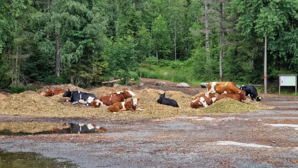 Kuer ved utfartsparkeringen i Vestmarka