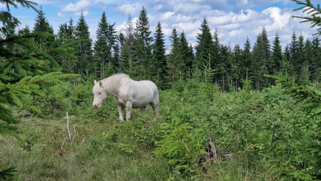 Hvis hest ved Rustan leir i vestmarka