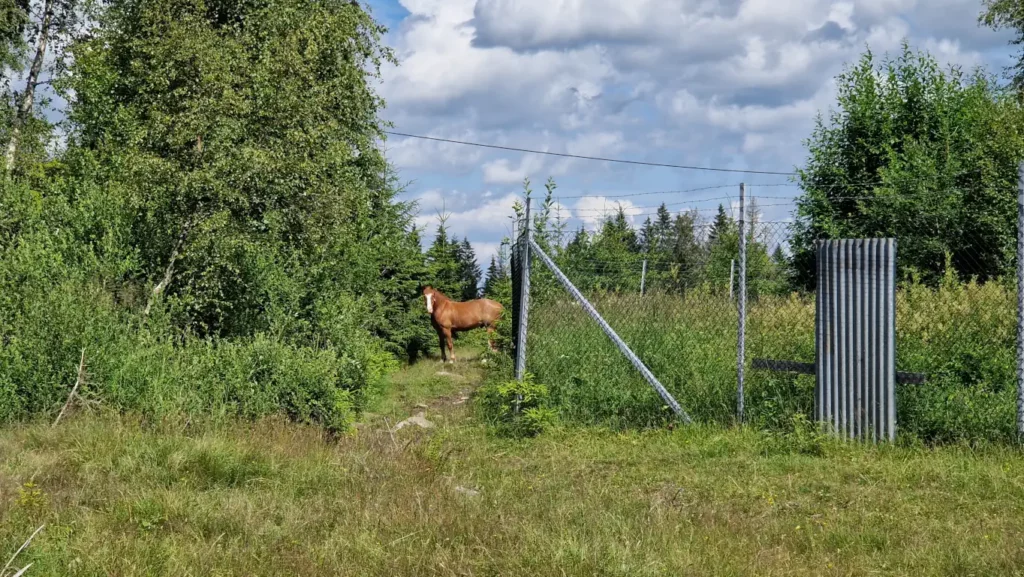 Hest utenfor NIKE-batteriet i Vestmarka