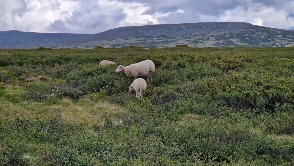 Sauer ved Spranget i Rondane nasjonalpark