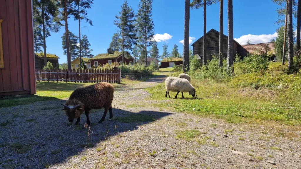 Museumsparken på Glomdalsmuseet