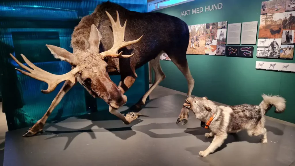 Skogens konge på Norsk skogmuseum