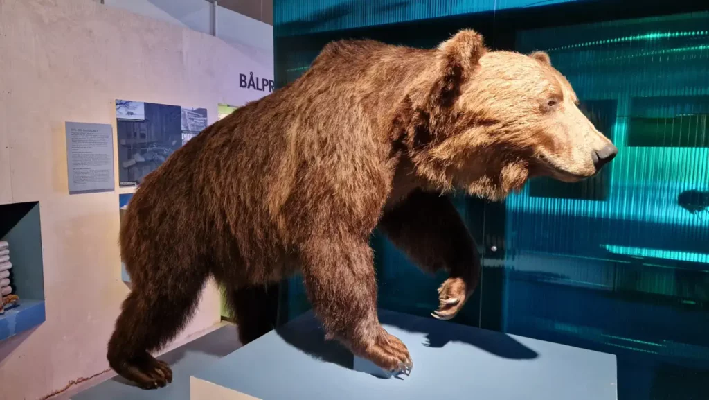 Bjørn på Norsk skogmuseum