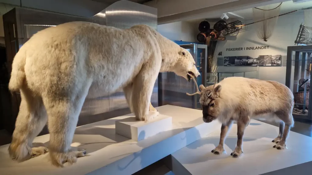 Isbjørn utstilt på Norsk skogmuseum