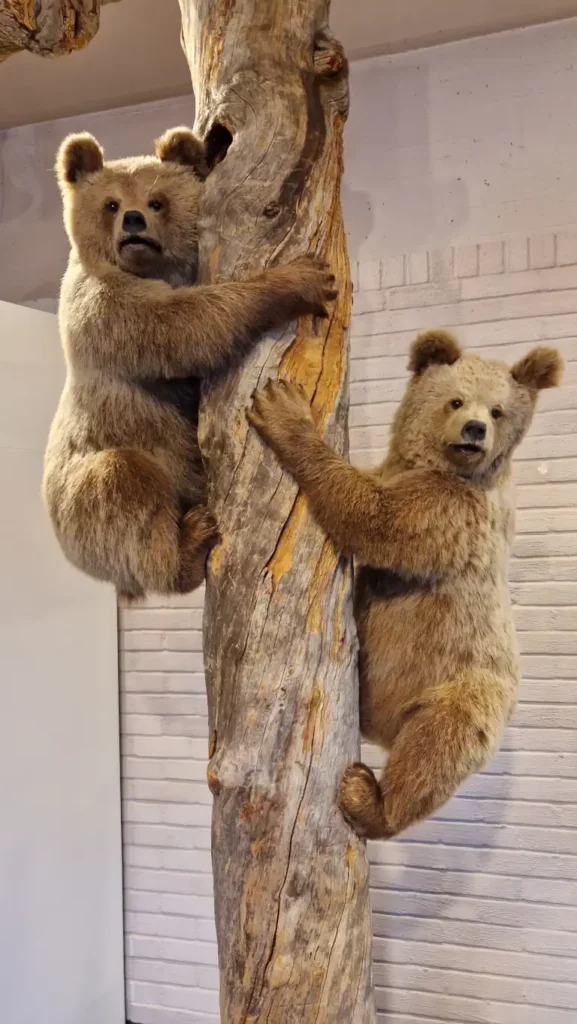 Bjørnunger utstilt på Norsk skogmuseum