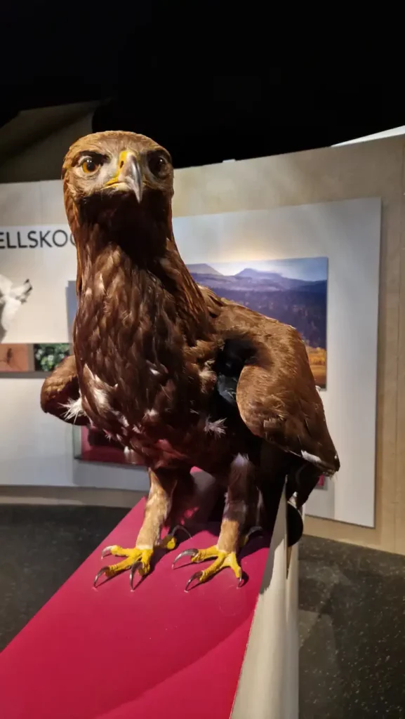 Kongeørn utstilt på Norsk skogmuseum